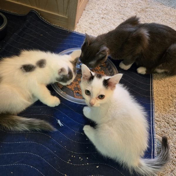 Jade (june&#;s Babies) thumbnail 4