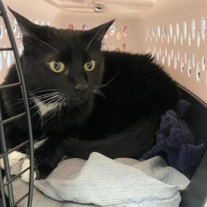 Freeya, Adult Female Domestic Short Hair