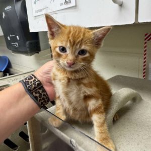Brooklyn 25-06-045, Baby Male Domestic Short Hair