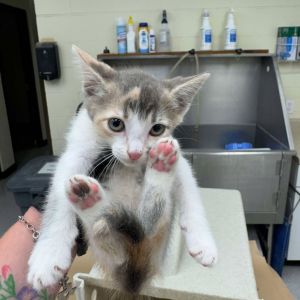 Janie 25-06-016, Baby Female Domestic Short Hair