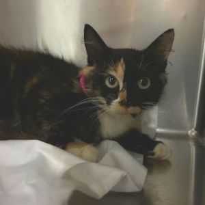 Mantis, Adult Female Domestic Medium Hair