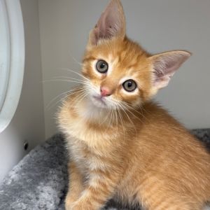 Dream Float, Baby Male Domestic Short Hair