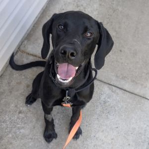 About me -Im a sweet happy-go-lucky pup who cant wait for a second chance -Im the bravest pup 