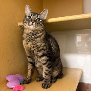 Ellie Domestic Short Hair Cat