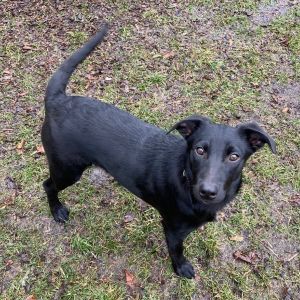 Grady (Gravy) Black Labrador Retriever Dog