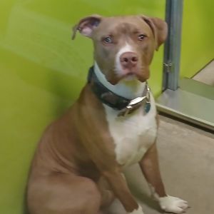 King Pit Bull Terrier Dog
