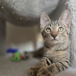 Dreyers, Baby Male Domestic Short Hair