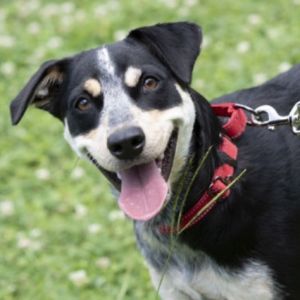 Millie is on site at our adoption center in SoHo Millie is a one-year-old female weighing 40 lbs M