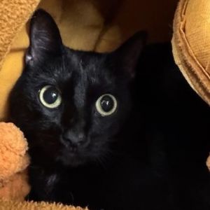 Meet Ellie Ellie is a beautiful 2-year-old black female cat with a lively affectionate spirit She