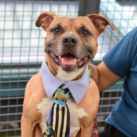 Meet Tyson This 7-year-old mixed breed dog weighs 51 pounds and is an absolute joy to be around Ty