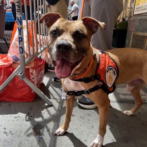 Tyson Mixed Breed Dog
