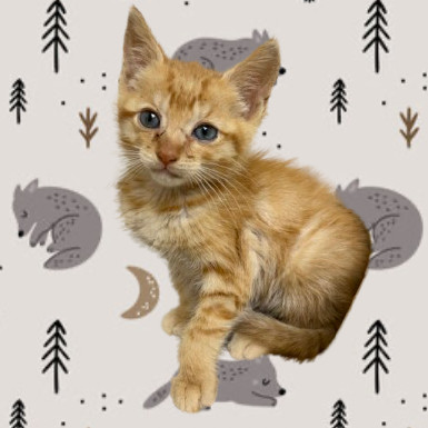 Cutie, an adoptable Domestic Short Hair in Tuscaloosa, AL, 35401 | Photo Image 1