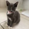 Senora Mewcha