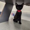 Oliver