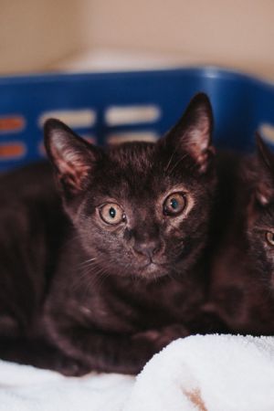 83616a Starsky- Dolittle`s West Ashley, Baby Male Domestic Short Hair