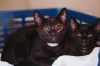 83616a Starsky- Dolittle`s West Ashley photo 2