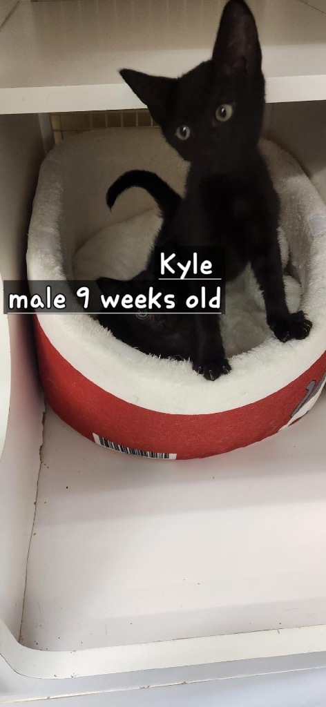 Kyle
