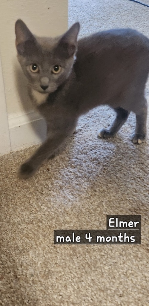 Elmer