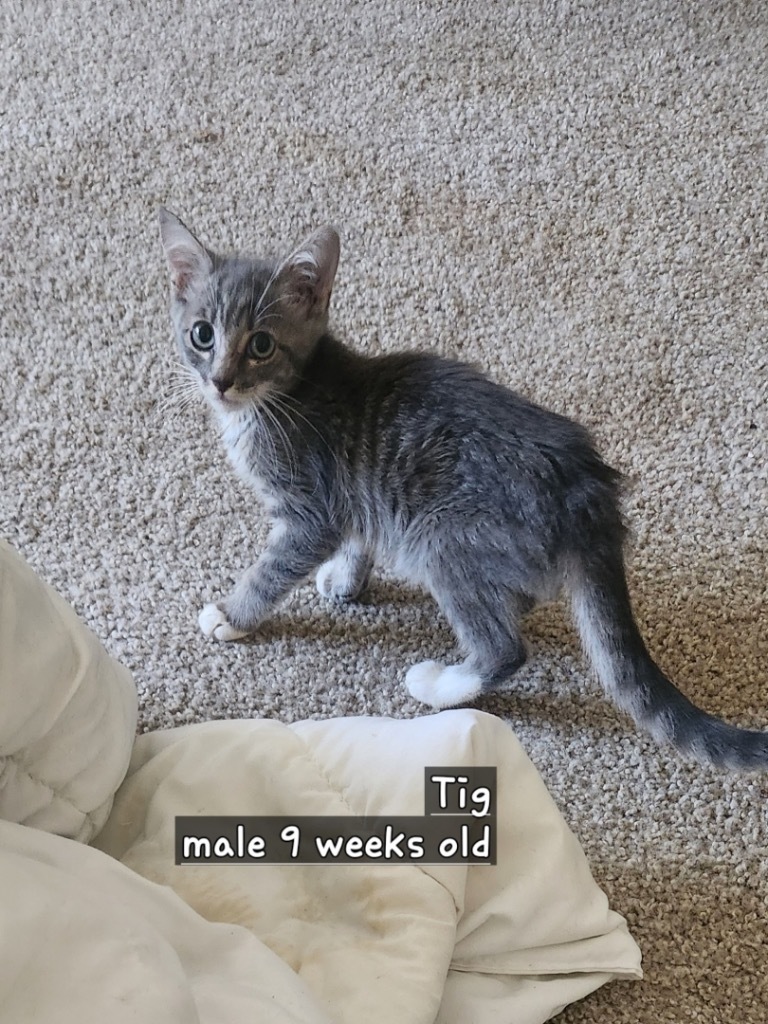 Tig