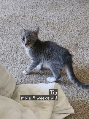Tig, Baby Male unknown