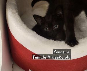 Kennedy, Baby Female Domestic Short Hair