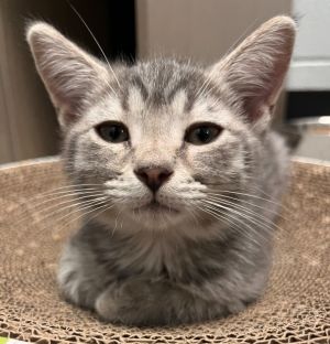 Chex, Baby Male Domestic Short Hair