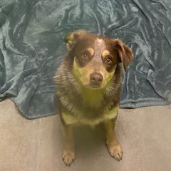 Gryff