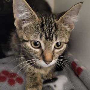 Sandy, Baby Female Domestic Short Hair