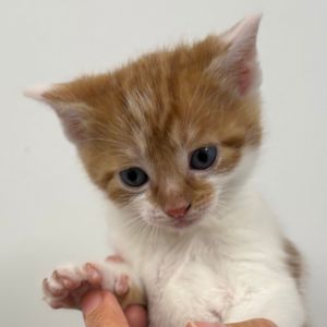 Toffee, Baby Male Domestic Short Hair