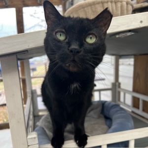 Thumper, Adult Female Domestic Short Hair