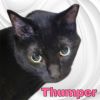 Thumper photo 3