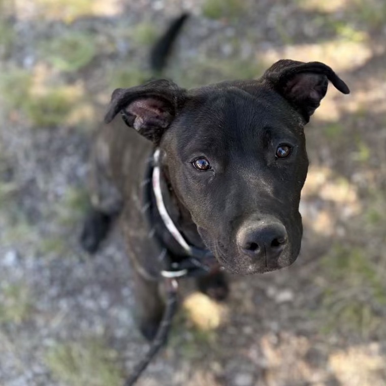 Maxine - Sweetie Pie! Good with Dogs!