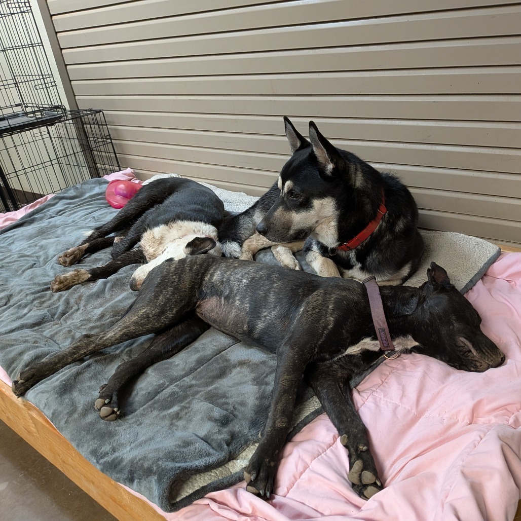 Maxine - Sweetie Pie! Good with Dogs!
