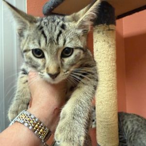 Teva w/ Chaco - Fun &amp; cute kitten!, Baby Female Domestic Short Hair