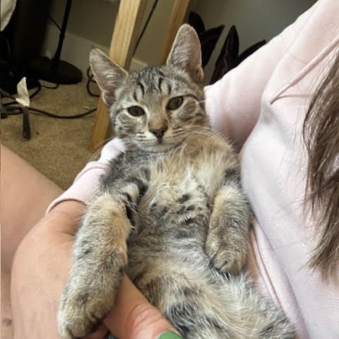 Teva w/ Chaco - Fun & cute kitten!