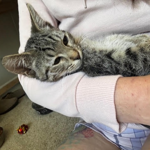 Teva w/ Chaco - Fun & cute kitten!