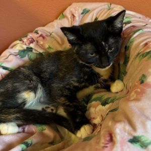 Dora w/ Boots - Fun &amp; friendly kitten!, Baby Female Domestic Short Hair