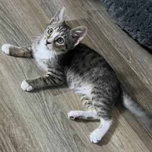 Kelly - 30% Playful, 70% Couch Potato! Good w/ Dogs, Cats, &amp; Kids!, Baby Female Domestic Medium Hair