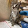 Kelly - 30% Playful, 70% Couch Potato! Good w/ Dogs, Cats, &amp; Kids! photo 2