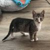 Kelly - 30% Playful, 70% Couch Potato! Good w/ Dogs, Cats, &amp; Kids! photo 3