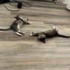 Kelly - 30% Playful, 70% Couch Potato! Good w/ Dogs, Cats, &amp; Kids! photo 4