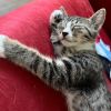 Kelly - 30% Playful, 70% Couch Potato! Good w/ Dogs, Cats, &amp; Kids! photo 5