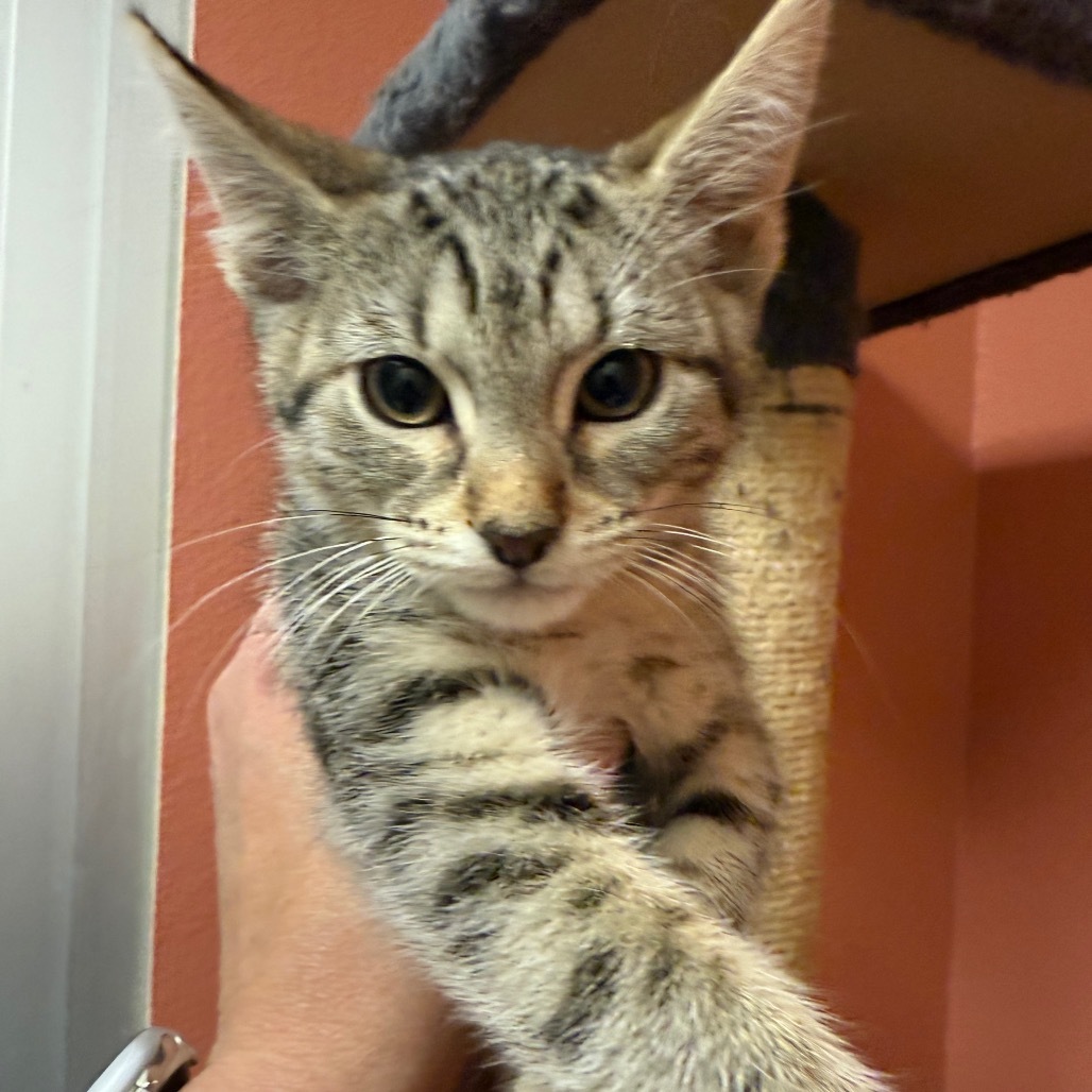 Chaco w/ Teva- Playful kitten!