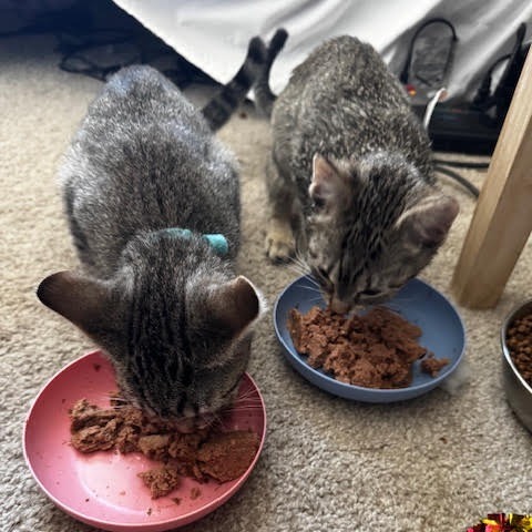 Chaco w/ Teva- Playful kitten!