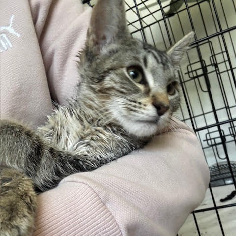Chaco w/ Teva- Playful kitten!