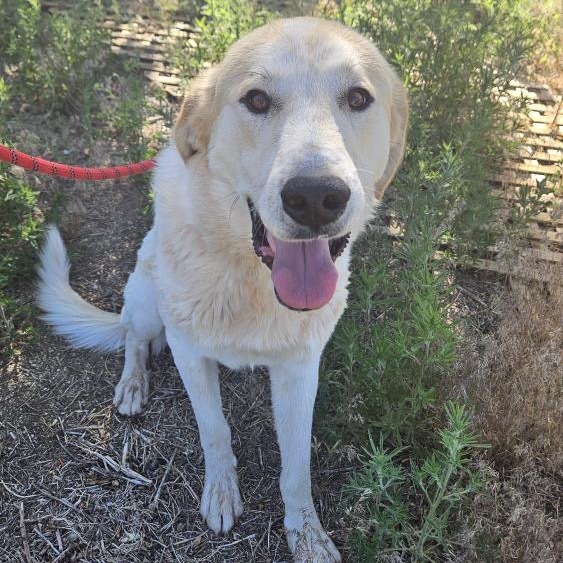Mouse - adoptable livestock dog, needs home w/ another dog!