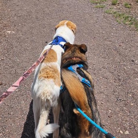 Mouse - adoptable livestock dog, needs home w/ another dog!