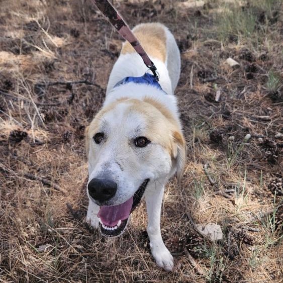Mouse - adoptable livestock dog, needs home w/ another dog!