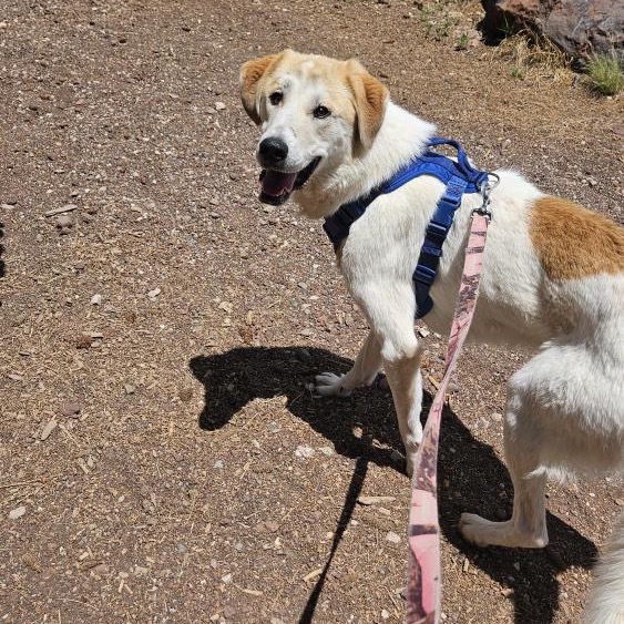 Mouse - adoptable livestock dog, needs home w/ another dog!