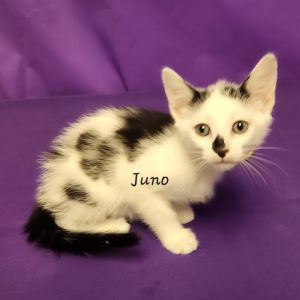 Juno, Baby Female Domestic Long Hair
